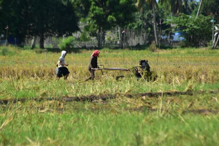 Rice sufficiency amid coping and surviving Covid-19 in Banaybanay town